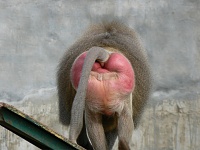 Click image for larger version. 

Name:	Baboon_buttocks.jpg 
Views:	61 
Size:	290.6 KB 
ID:	10123