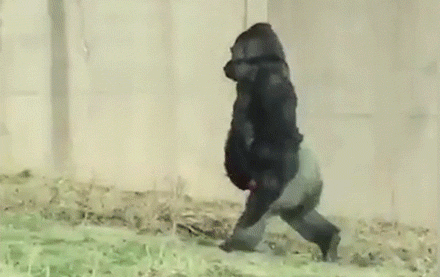 Name:  gorilla.gif
Views: 214
Size:  946.3 KB