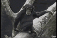 Click image for larger version. 

Name:	1chimp.gif 
Views:	269 
Size:	2.37 MB 
ID:	10515