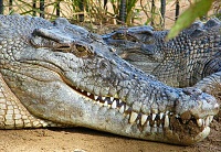 Click image for larger version. 

Name:	saltwater-crocodiles-3.jpg 
Views:	73 
Size:	63.7 KB 
ID:	10590