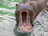 Click image for larger version. 

Name:	WildAfricaTrek-hippo-mouth-open.jpg 
Views:	94 
Size:	80.4 KB 
ID:	10620