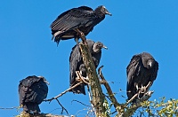Click image for larger version. 

Name:	vultures.jpg 
Views:	55 
Size:	112.6 KB 
ID:	10691