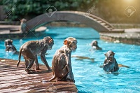 Click image for larger version. 

Name:	109031435-many-monkeys-swim-in-the-pool-eat-play-and-bask-in-the-sun-the-tropics-monkey-island.jpg 
Views:	88 
Size:	282.8 KB 
ID:	10781
