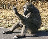 Click image for larger version. 

Name:	45E51AAC00000578-5038971-Cheeky_monkey_The_baboon_made_the_rude_hand_gesture_to_a_group_o-a-1_15.jpg 
Views:	74 
Size:	262.1 KB 
ID:	11162