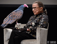 Click image for larger version. 

Name:	1vulture.gif 
Views:	55 
Size:	621.7 KB 
ID:	11955