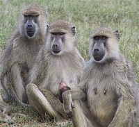 Click image for larger version. 

Name:	110310-science-baboons-1250p.grid-6x2.jpg 
Views:	33 
Size:	36.4 KB 
ID:	12583