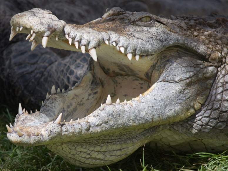 Name:  crocodile-teeth.jpg
Views: 203
Size:  60.8 KB