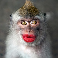 Click image for larger version. 

Name:	monkey-wearing-makeup-1.jpg 
Views:	34 
Size:	30.3 KB 
ID:	13722
