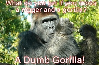 Click image for larger version. 

Name:	gorillanigger-jokes.jpg 
Views:	33 
Size:	91.9 KB 
ID:	14385