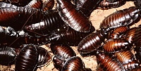 Click image for larger version. 

Name:	roach.jpg 
Views:	217 
Size:	322.6 KB 
ID:	14960