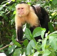 Click image for larger version. 

Name:	1200px-Capuchin_Costa_Rica.jpg 
Views:	31 
Size:	313.6 KB 
ID:	15465
