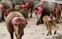 Click image for larger version. 

Name:	monkey-red-butt.jpg 
Views:	20 
Size:	39.9 KB 
ID:	15510