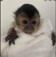 Click image for larger version. 

Name:	baby capuchin monkey - Google Search.png 
Views:	34 
Size:	321.1 KB 
ID:	16885