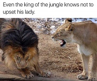 Click image for larger version. 

Name:	lions.jpg 
Views:	31 
Size:	142.7 KB 
ID:	17115