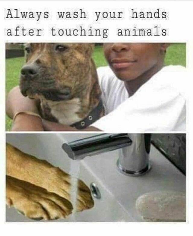 Name:  nigger wash your hands after touching animals J5AnauH.jpg
Views: 178
Size:  63.2 KB