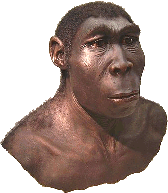 Name:  Homo_erectus_reconstruction.gif
Views: 185
Size:  17.4 KB