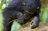 Click image for larger version. 

Name:	chimp23.jpg 
Views:	34 
Size:	147.8 KB 
ID:	18653
