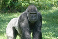 Click image for larger version. 

Name:	gorilla3.jpg 
Views:	22 
Size:	368.4 KB 
ID:	19075