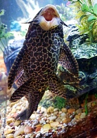 Click image for larger version. 

Name:	plecostomus-fish-les-classics.jpg 
Views:	35 
Size:	158.9 KB 
ID:	19591