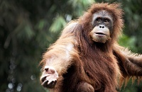 Click image for larger version. 

Name:	orangutan-tikotk-ORANG0821-2000-a4545b4273be49a3b5188248ab10583f.jpg 
Views:	36 
Size:	289.8 KB 
ID:	20342
