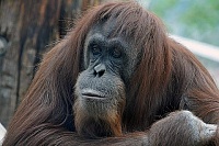 Click image for larger version. 

Name:	CMZoo-Sumatran-orangutan-480x320.jpg 
Views:	21 
Size:	46.9 KB 
ID:	20454
