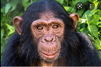 Click image for larger version. 

Name:	chimp face - Google Search.png 
Views:	49 
Size:	220.4 KB 
ID:	20701