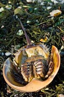 Click image for larger version. 

Name:	Dead HS Crab.jpg 
Views:	36 
Size:	12.7 KB 
ID:	20822