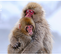 Click image for larger version. 

Name:	monkey photos - Google Search.png 
Views:	26 
Size:	334.6 KB 
ID:	21361