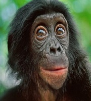 Click image for larger version. 

Name:	Ape Face.jpg 
Views:	38 
Size:	16.9 KB 
ID:	21606