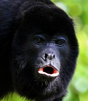 Click image for larger version. 

Name:	howler monkey - Google Search.png 
Views:	261 
Size:	270.2 KB 
ID:	21627