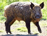 Click image for larger version. 

Name:	Wild Sow.jpg 
Views:	37 
Size:	12.0 KB 
ID:	22444