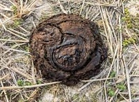 Click image for larger version. 

Name:	Buffalo Chip.jpg 
Views:	38 
Size:	14.2 KB 
ID:	23237