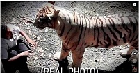 Click image for larger version. 

Name:	tigerCaught on Film.jpg 
Views:	17 
Size:	194.9 KB 
ID:	24676