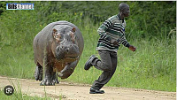 Click image for larger version. 

Name:	hippo chasing man - Google Search.png 
Views:	14 
Size:	426.5 KB 
ID:	24765