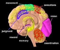 Click image for larger version. 

Name:	brain.jpg 
Views:	58 
Size:	21.0 KB 
ID:	2691