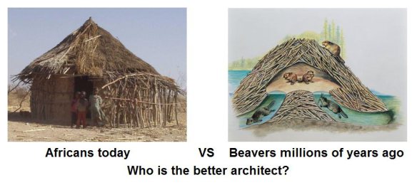 Click image for larger version. 

Name:	africans-vs-beavers.jpeg 
Views:	223 
Size:	30.2 KB 
ID:	3637