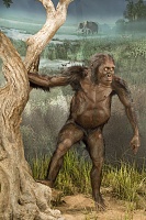 Click image for larger version. 

Name:	A_afarensis_Lucy_by_JohnGurche.jpg 
Views:	53 
Size:	264.7 KB 
ID:	4461