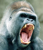 Click image for larger version. 

Name:	angry-screaming-gorilla-face-wallpaper-1.jpg 
Views:	201 
Size:	56.4 KB 
ID:	512