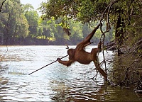 Click image for larger version. 

Name:	Orangutan-Fishing.jpg 
Views:	35 
Size:	137.8 KB 
ID:	5548