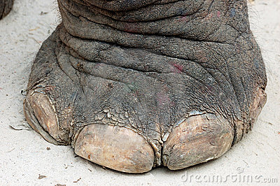 Click image for larger version. 

Name:	elephant-foot-16347253.jpg 
Views:	1059 
Size:	53.3 KB 
ID:	63
