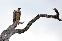 Click image for larger version. 

Name:	Vulture-JT.jpg 
Views:	57 
Size:	154.4 KB 
ID:	6614