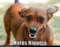 Click image for larger version. 

Name:	Hates niggers.jpg 
Views:	80 
Size:	29.7 KB 
ID:	8511