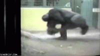Click image for larger version. 

Name:	breakdance-gorilla.gif 
Views:	134 
Size:	753.7 KB 
ID:	8666
