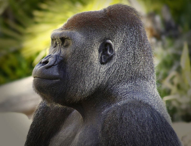 Name:  gorilla-profile.jpg
Views: 235
Size:  175.1 KB