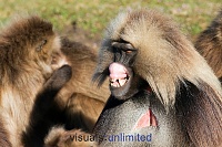 Click image for larger version. 

Name:	baboon.jpg 
Views:	117 
Size:	150.1 KB 
ID:	982