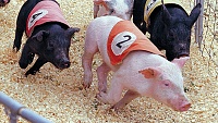 Click image for larger version. 

Name:	hog derby.jpg 
Views:	64 
Size:	544.3 KB 
ID:	9095