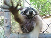 Click image for larger version. 

Name:	raccoons-photo-3.jpg 
Views:	51 
Size:	105.4 KB 
ID:	5766