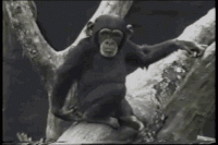 Click image for larger version. 

Name:	1chimp.gif 
Views:	257 
Size:	2.37 MB 
ID:	10515