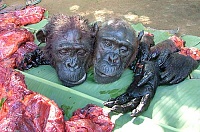 Click image for larger version. 

Name:	bushmeat.jpg 
Views:	52 
Size:	44.4 KB 
ID:	9738