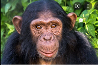 Click image for larger version. 

Name:	chimp face - Google Search.png 
Views:	27 
Size:	220.4 KB 
ID:	20701